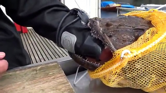 Un pecheur se retrouve la main coincée dans la gueule d'un poisson terrifiant