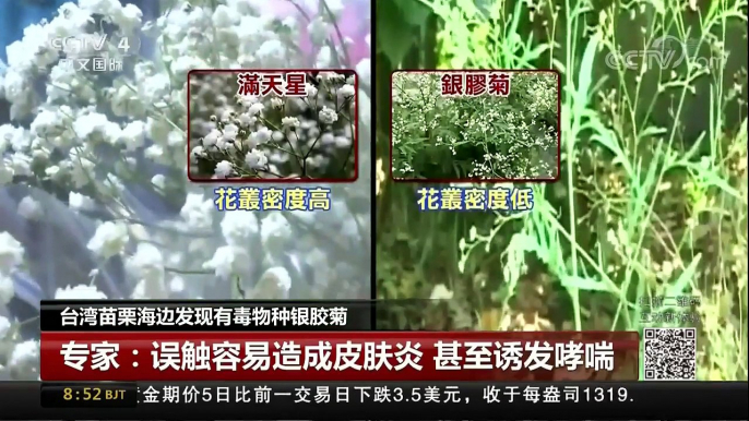 [中国新闻]台湾苗栗海边发现有毒物种银胶菊 | CCTV中文国际