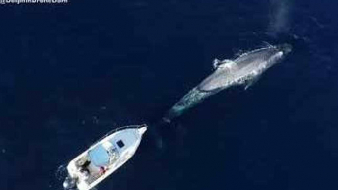 Blue Whale Circles Boat Off San Diego Coast