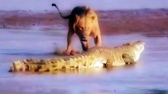 LION VS CROCODILE REAL FIGHT WHO WIN