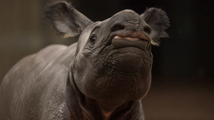Tiny Rhino Calf Takes First Steps at UK Zoo