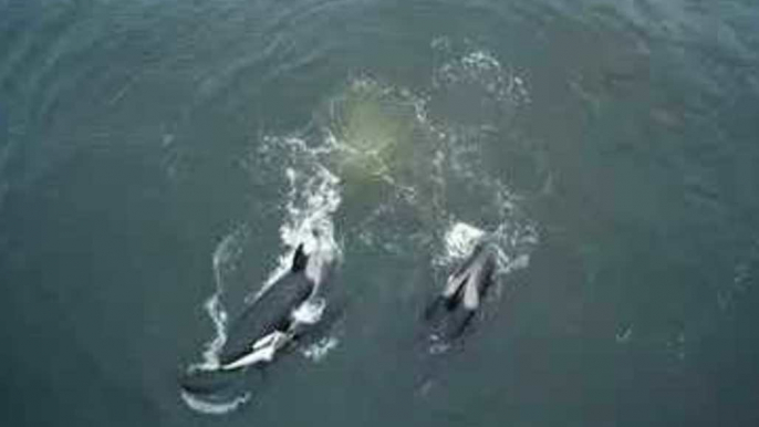 Family of Killer Whales Enjoy the Ocean at Monterey Bay