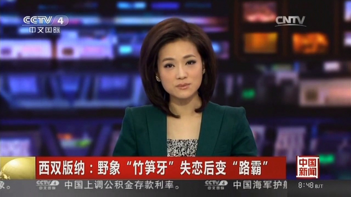 [中国新闻]西双版纳：野象“竹笋牙”失恋后变“路霸”