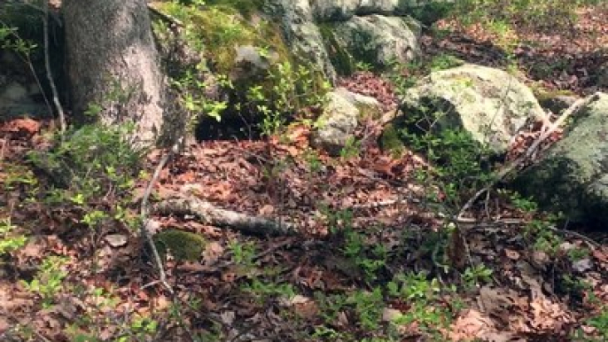 BRIAN GHILLIOTTI: CONTINUING DEEPER INTO THE WOODS BEYOND THE OVERHANG: WHAT IS THIS?