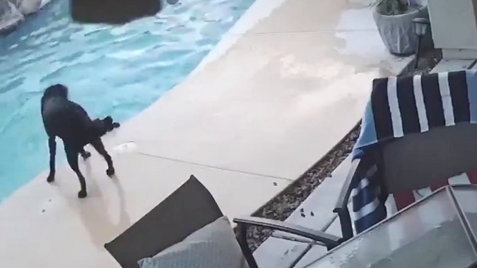 This dog saw his friend drowning in the pool, so he jumped in and saved his life!