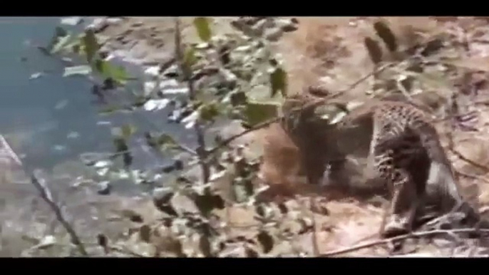 Giant Anaconda vs Felidae - Python vs Lion - Anaconda vs Cat - Anaconda vs Jaguar - Python