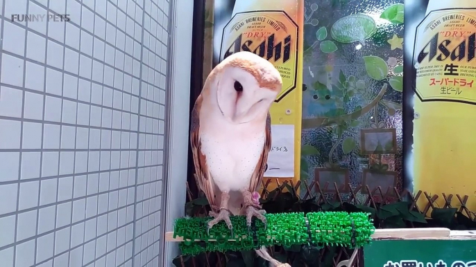 Amazing Funny Owls  Cute and Funny Owls Playing (Full) [Funny Pets]