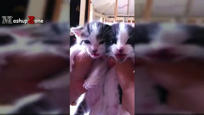 Kittens Meowing - A Cats Meowing Compilation [CUTE]