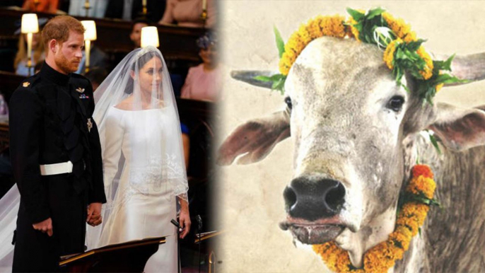 Royal Wedding: PETA India gifts BULL to Meghan Markle & Prince Harry for Wedding; Here's why