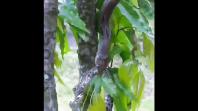 snake vs snake fight to death | Big Snake Attack and Catching Small snake - most amazing wild animal attack and hunting videos