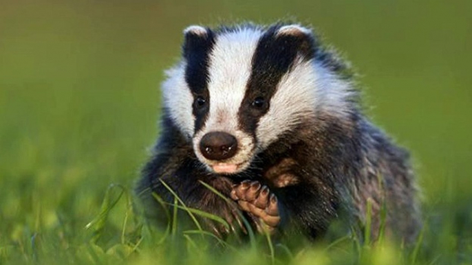 BBC Radio Kent 17May18 - badger cull