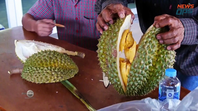 Introducing The Odourless Durian