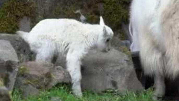 Oregon Zoo Welcomes Newborn Mountain Goat, And He's Already on The Go