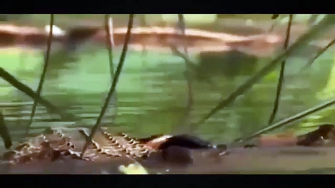 Snake Documentary National Geographic Wild Animal Documentary Lions, Hyenas, Crocodiles & Much