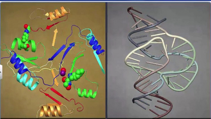 (6)CBSE Class 11 Biology, Biomolecules – 6, Introduction to Enzymes