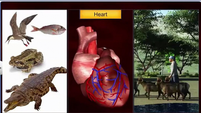 (3)CBSE Class 11 Biology, Body Fluids and Circulation – 3, Circulatory System