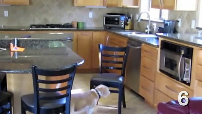 TOP 10 FUNNIEST BEAGLE VIDEOS