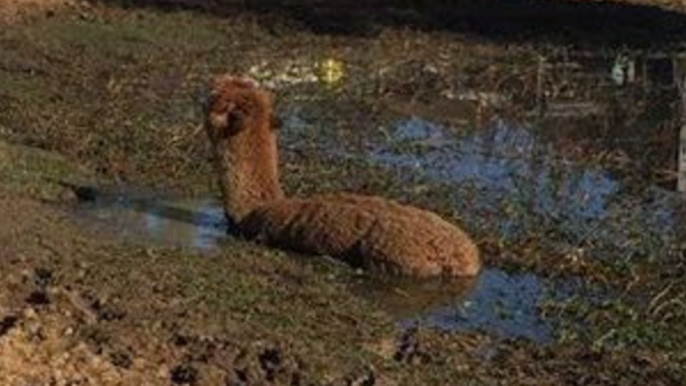 Sydney Firefighters Rescue Pet Alpaca From Mud