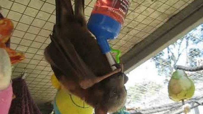 Rescued Flying Fox Enjoys Juice From a Dripper Bottle