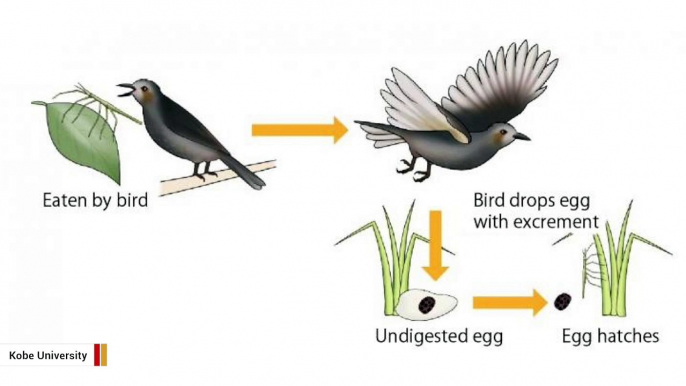 These Insects Have Found A Way To Escape Death After Being Eaten By Birds