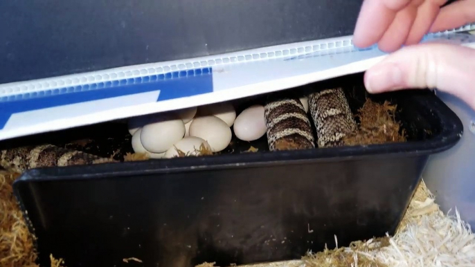 Incubating Bullsnake Eggs- My Worst Experience Ever