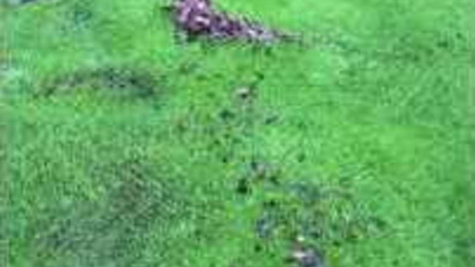 Waterbed Forms on Golf Course in Black Mountain, North Carolina