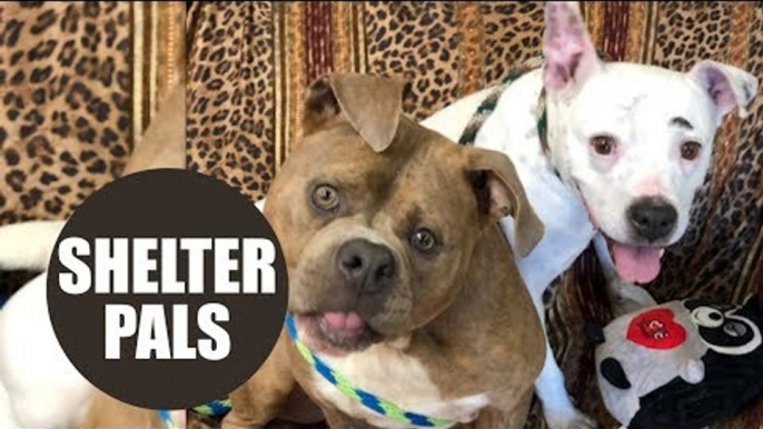 Sweet dog with permanently twisted neck finds three-legged soul mate in animal shelter