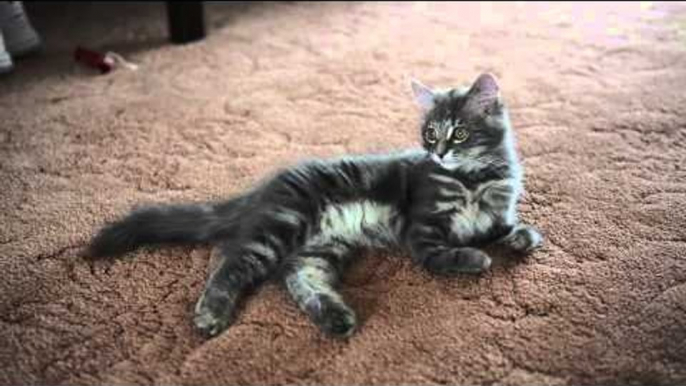 Kitten born with no bones in her front legs