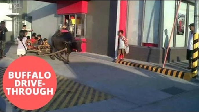 Father takes his ten kids to fast food drive through riding a buffalo