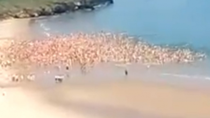 More Than 2,500 Women Skinny Dip in Irish Sea, Breaking World Record