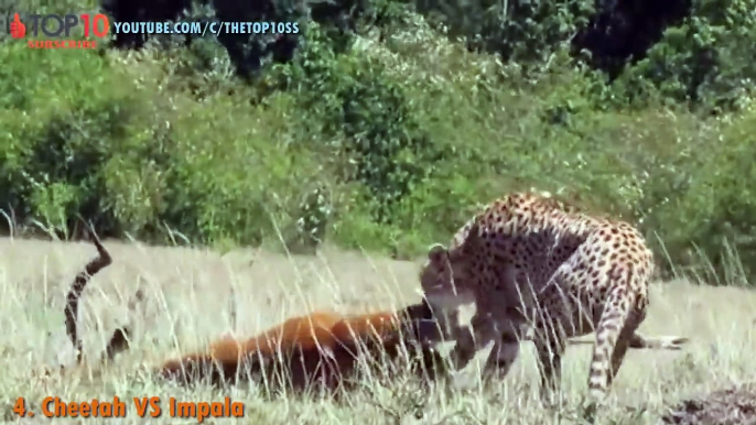 THE TOP 10 -- TOP 10 CHEETAH ATTACKS -- Cheetah vs Crocodile, Lion, Wild Boar, Zebra, Gazelle...