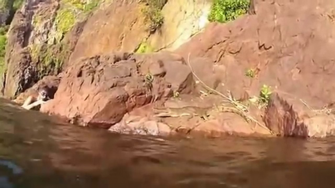 Un crocodile prend par surprise un nageur en lui sautant dessus...