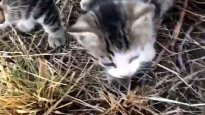 Il trouve 10 chatons abandonnés qui ne vont plus le lacher... trop mignon