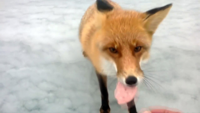 Un renard sauvage vient demander à manger à des pecheurs... Adorable