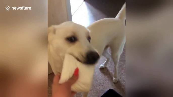 Clever dog brings toilet paper to owner stranded on the toilet