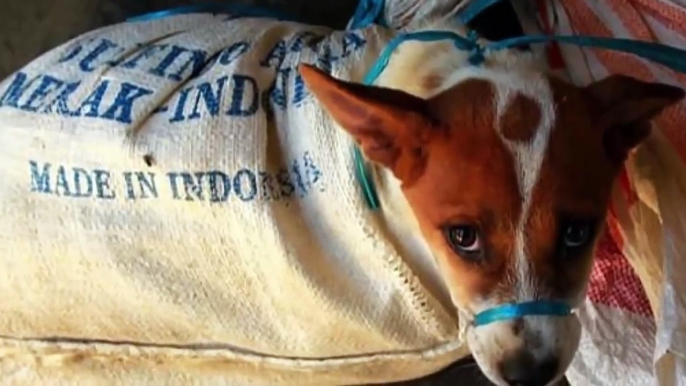 Dog Can't Stop Hugging the Man, who saved her from a Meatfarm