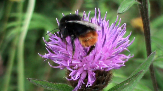 Le Bourdon des pierres  Bombus  lapidarius  Bombus (Melanobombus) lapidarius est  un magnifique bourdon