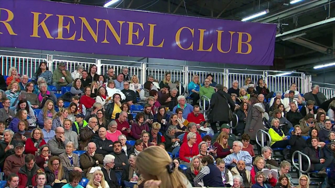 Westminster Kennel Club Dog Show : Daytime Session ตอนที่ 3 พากษ์ไทย