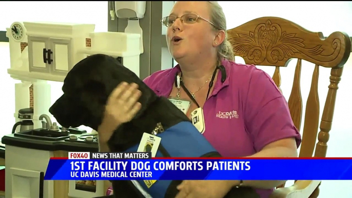 UC Davis Hires First `Facility Dog` to Help Young Patients