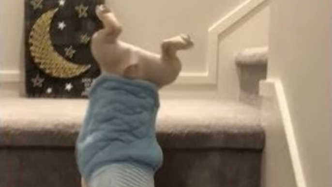 Adorable French Bulldog Performs Unexpected Handstand Down Stairs