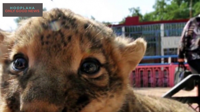 Carolina Organization Saves Domesticated Tigers #rescue