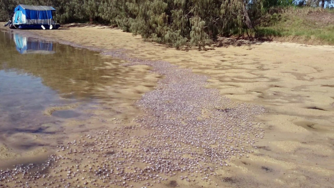 Thousands of Soldier Crabs March Across the Sand