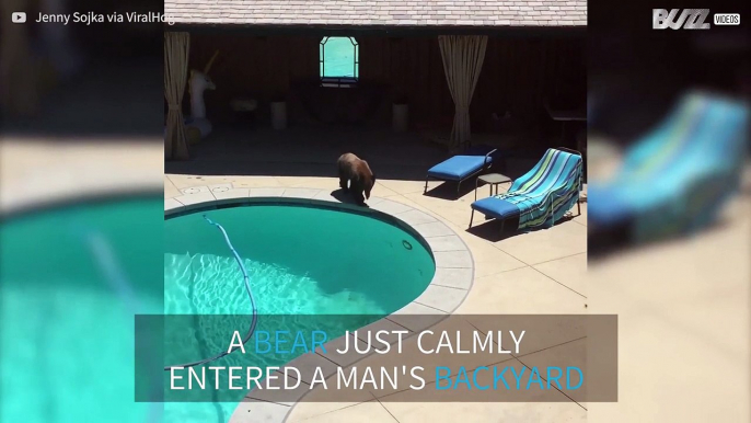 Mischievous bear takes a dip in luxurious backyard pool