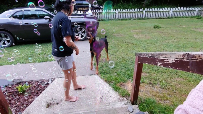 Doberman Pinscher Vs Bubbles - Protective Pupper