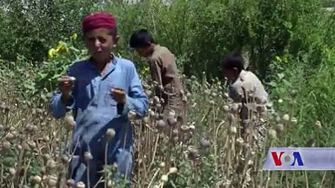 په ننګرهار ولایت کې د نشه يي توکو سره د مبارزې اداره وايي په تېرو څو کلونو کې د کوکنارو د بدیل پروژې هغو سیمو کې پلې شوي چې هلته کوکنار نه کرل کېږي او یا په کمه