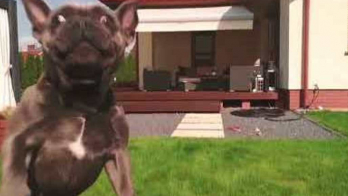 French Bulldog Leaps to Catch Drone; Narrowly Misses It