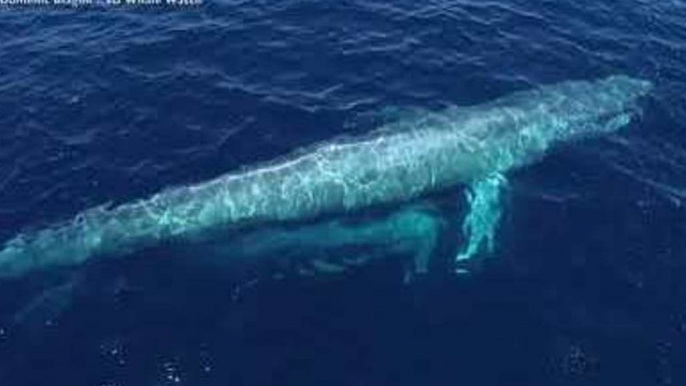 Stunning Drone Footage Captures Mom and Baby Blue Whales Near San Diego