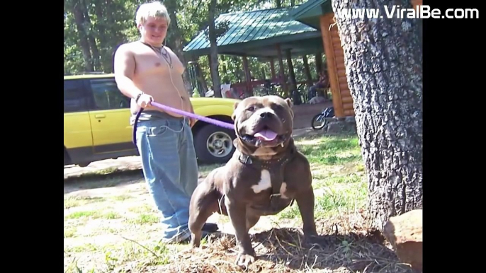 Biggest XXL Bully Pitbulls in The World