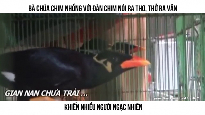 : BÀ CHÚA CHIM NHỒNG VỚI ĐÀN CHIM NÓI RA THƠ, THỞ RA VĂN KHIẾN NHIỀU NGƯỜI NGẠC NHIÊN