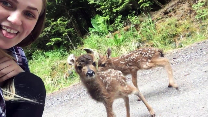 Fawns Closely Approach Woman
